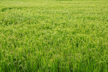 Beautiful rice field in Thailand