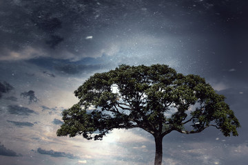 Obraz premium Alone tree and gray sky. Mixed media