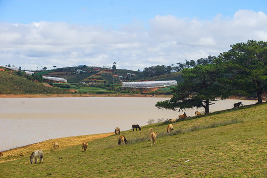 Horses on the hill