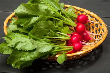 Organic vegetables. Hands holding fresh radish. Black wooden background with copy space.
