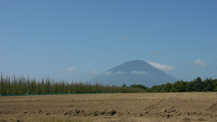 長芋畑と羊蹄山