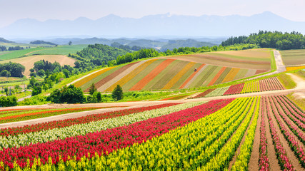 Naklejka premium Panoramic Colorful Flower Field in Summer, Hokkaido Japan