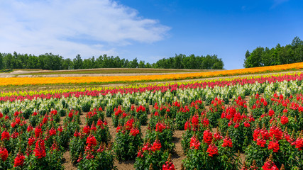 Panoramic Colorful Flower Field in Summer, Hokkaido Japan