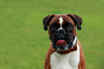 Dog breed Boxer
