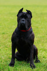 Dog breed Italiano Cane Corso
