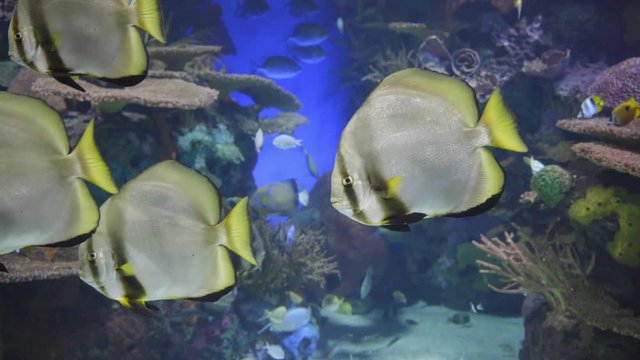 aquarium tank fish swimming