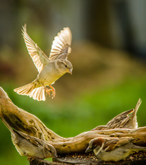 sparrow in flight