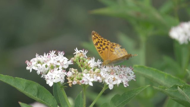 Kaisermantel Butterly - Argynnis Paphia - Closeup, Slowmo - Native version, straight out of cam. Graded version also available