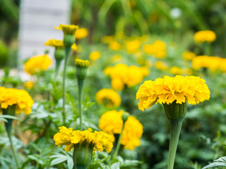 marigold flower
