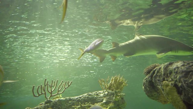 aquarium tank fish swimming