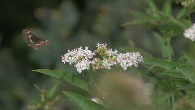 Butterfly, Araschnia Levana, Slowmo - Native version, straight out of cam. Graded version also available