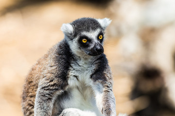 ワオキツネザル