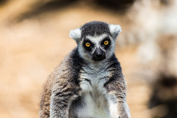 ワオキツネザル