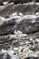 Nidi di sula bassana Morus bassanus siti di nidificazione su falesie e scogliere costiere