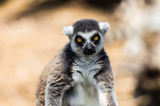 ワオキツネザル Images Browse 627 Stock Photos Vectors And Video Adobe Stock