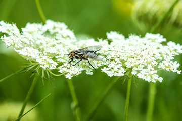 Stubenfliege, Musca domestica, auf Blüte einer wilden Karotte
