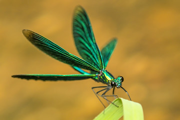 Blauflügel-Prachtlibelle, Calopteryx virgo, männlich