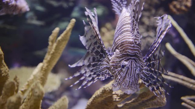 aquarium tank fish swimming
