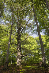 A large beech tree growing on a slope in a forest.