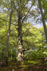 Fototapeta premium A large beech tree growing on a slope in a forest.