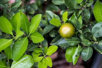 Lemon tree