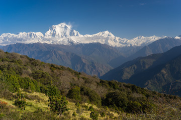 Fototapeta premium Dhaulagiri mountain peak view from Ghorepani village, ABC, Pokhara, Nepal
