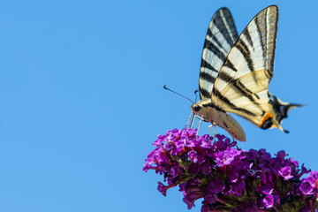 Scarce Swallowtail Butterfly on Purple Blossom against Blue Sky