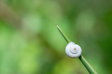 Snail House on Pointy Leaf with Green Background