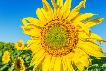 Naklejka premium Yellow field of sunflowers