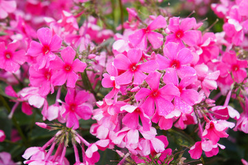 Many pink phlox flowers with green