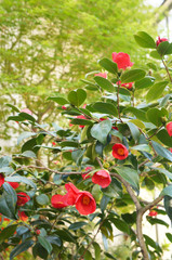 Camellia japonica or japanese camellia or rose of winter red flowers with green foliage