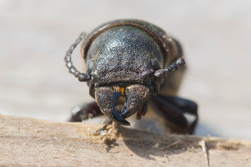 Dead beetle bark beetle