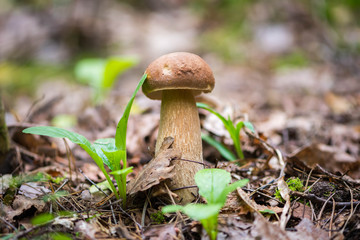 Edible mushroom boletus growing from the ground in the background of the forest
