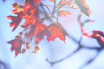 maple leaves