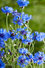Blue flowers of cornflowers