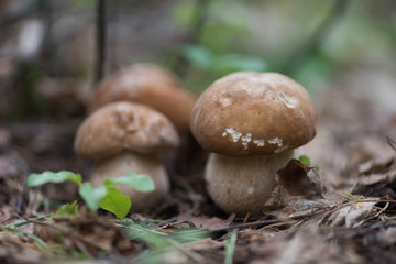 Edible mushroom boletus growing from the ground in the background of the forest