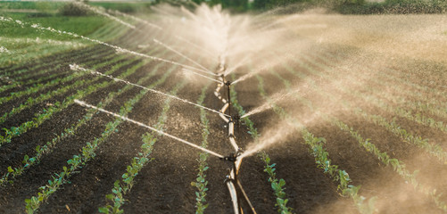 Irrigation system watering a crop of soy beans