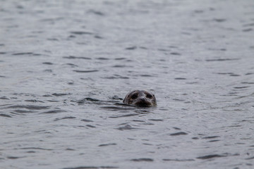 Fototapeta premium foca comune phoca vitulina 
