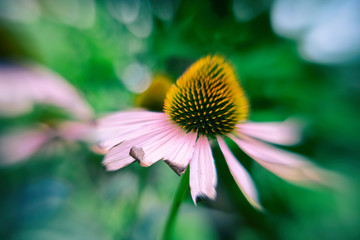 dahlia flower, passing summer, vintage style, close up, blurred