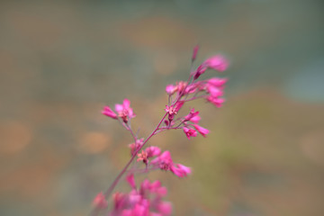 pink flower in indian summer, vintage, macro, blurred