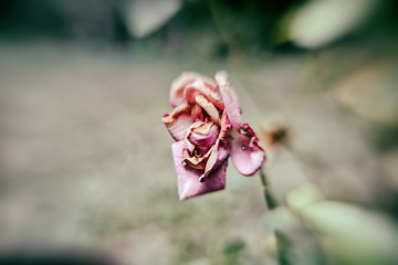 dying pink rose, drying petals, vintage, blurred, close up, conceptual