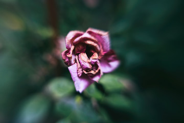 dying pink rose, drying petals, blurred, close up, conceptual