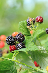 blackberries plant background with fruits