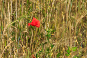 Red poppy flower in the grain field