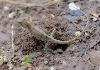 Lacertilia egg laying in the nature