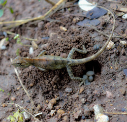 Lacertilia egg laying in the nature