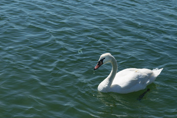 single white swan swims on blue sea water