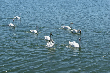 Fototapeta na wymiar group of white swans swims on blue sea water