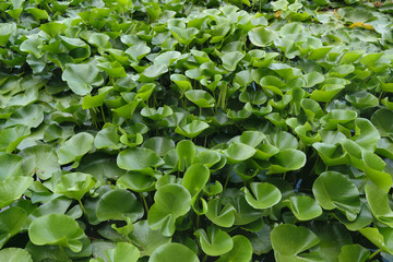 water lily green leaves background