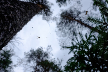 Spider on a web in the forest closeup